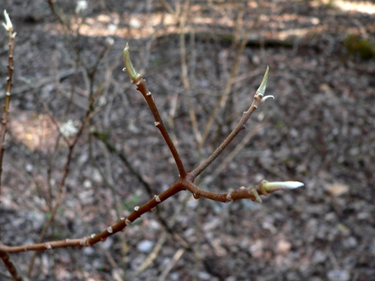{Edgeworthia papyrifera}
